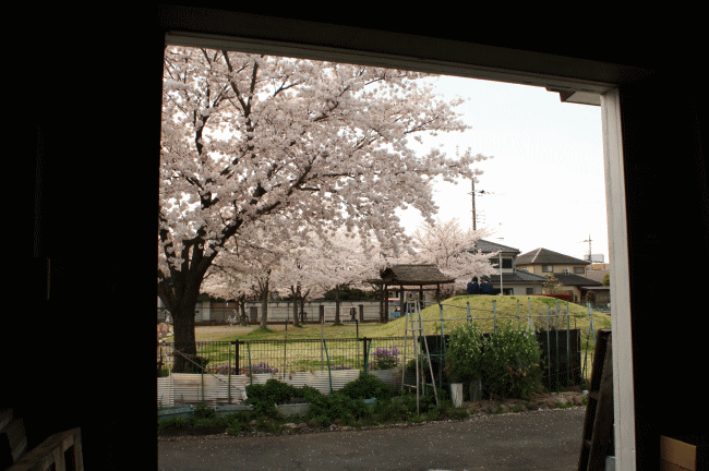 向町紙工から見える桜