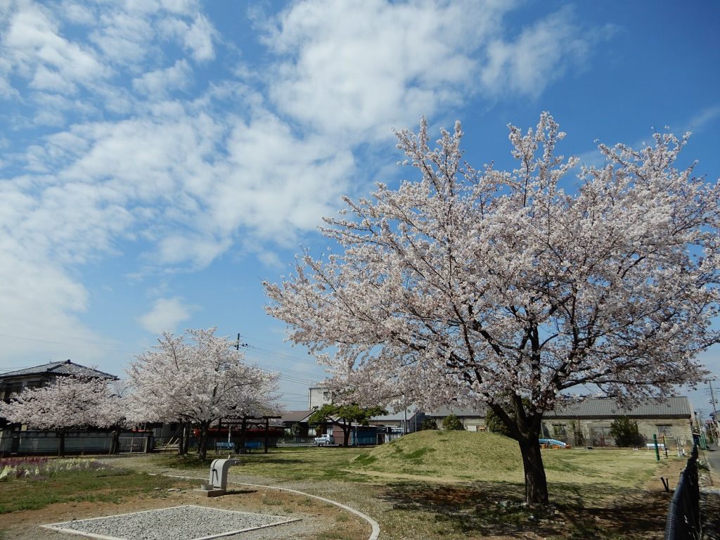 工場の隣の公園の桜
